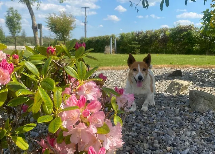 Charms Guest * Carlow